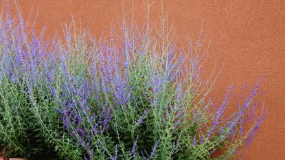 A purple-flowering Russian sage plant growing against a red wall