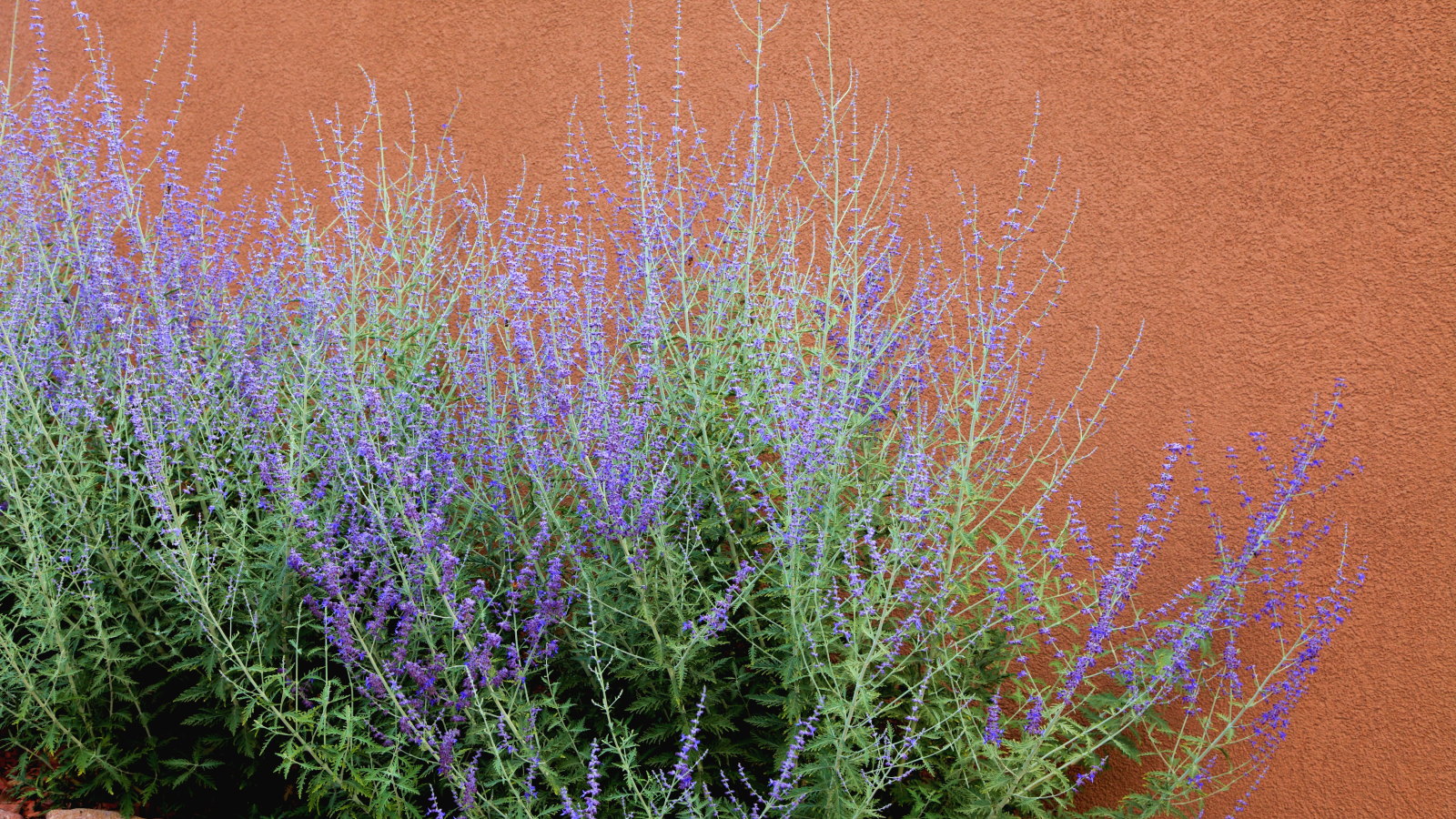 A purple-flowering Russian sage plant growing against a red wall