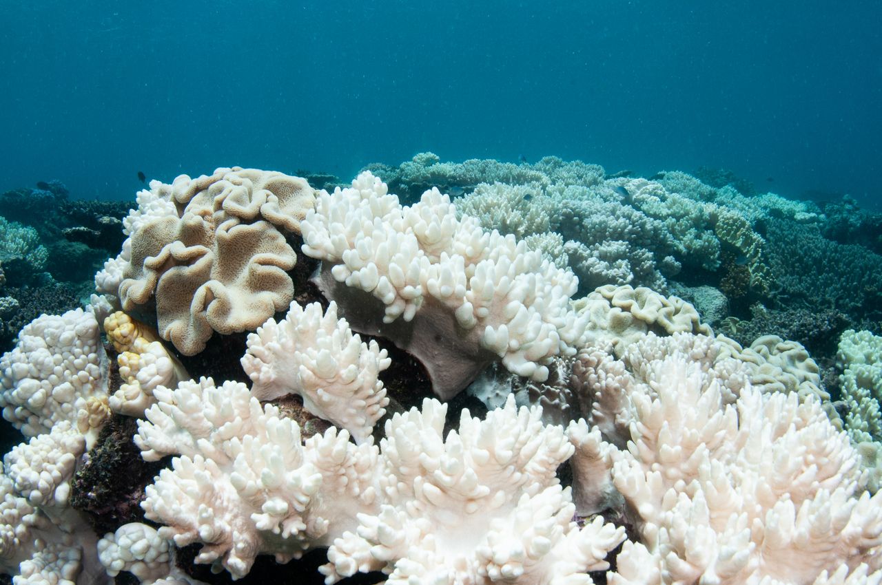 Coral bleaching in the Great Barrier Reef