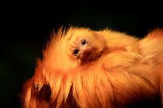 Golden lion tamarins are one of the most endangered mammals on earth.