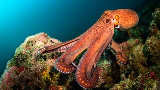 Big orange octopus swimming near the reef in ocean