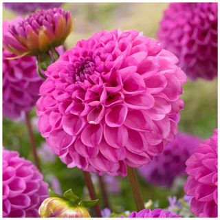 A close-up of a pompon dahlia tuber from Walmart