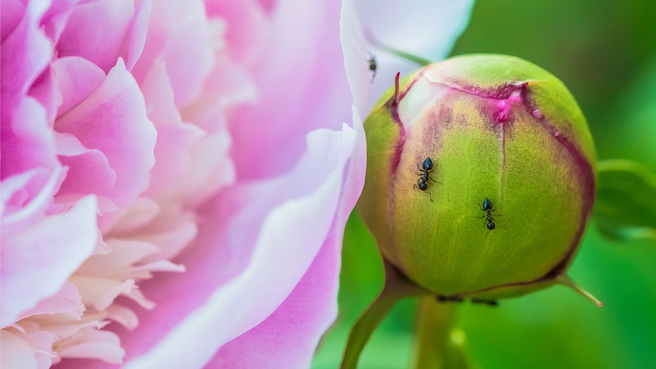 Close up of ants on a peony bud