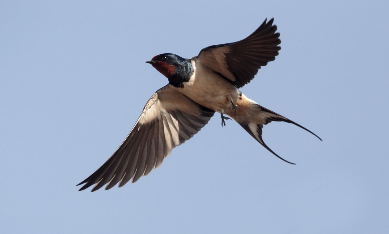 Swallow in flight