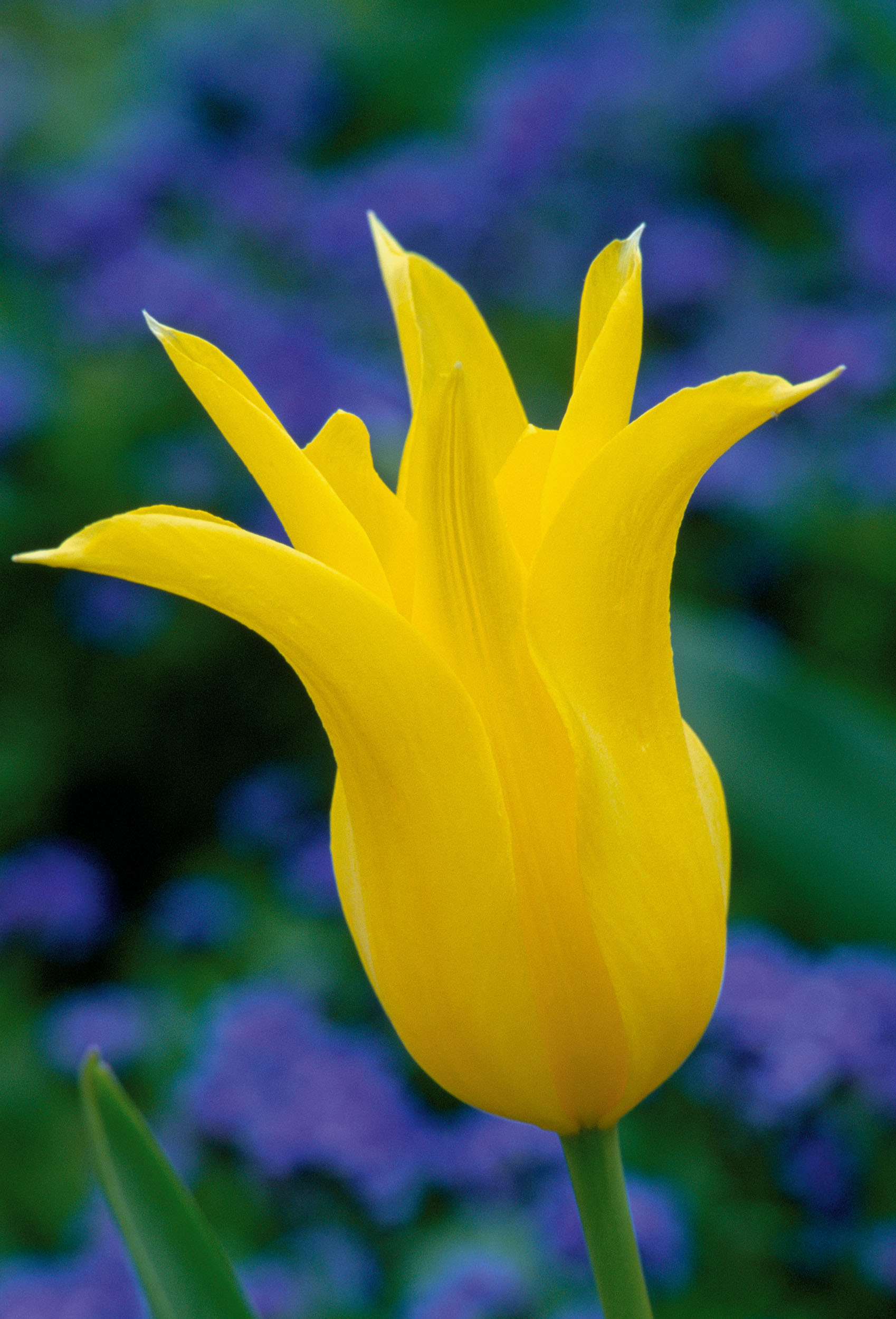 Tulipa 'West Point'