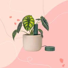 willow starter pack in a plant on a pink graphic background