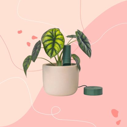 willow starter pack in a plant on a pink graphic background