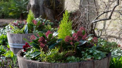 Winter containers can be planted with a mix of colour and foliage for striking effect