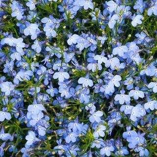 blue cardinal lobelia flower - Boris SV - GettyImages-999916746