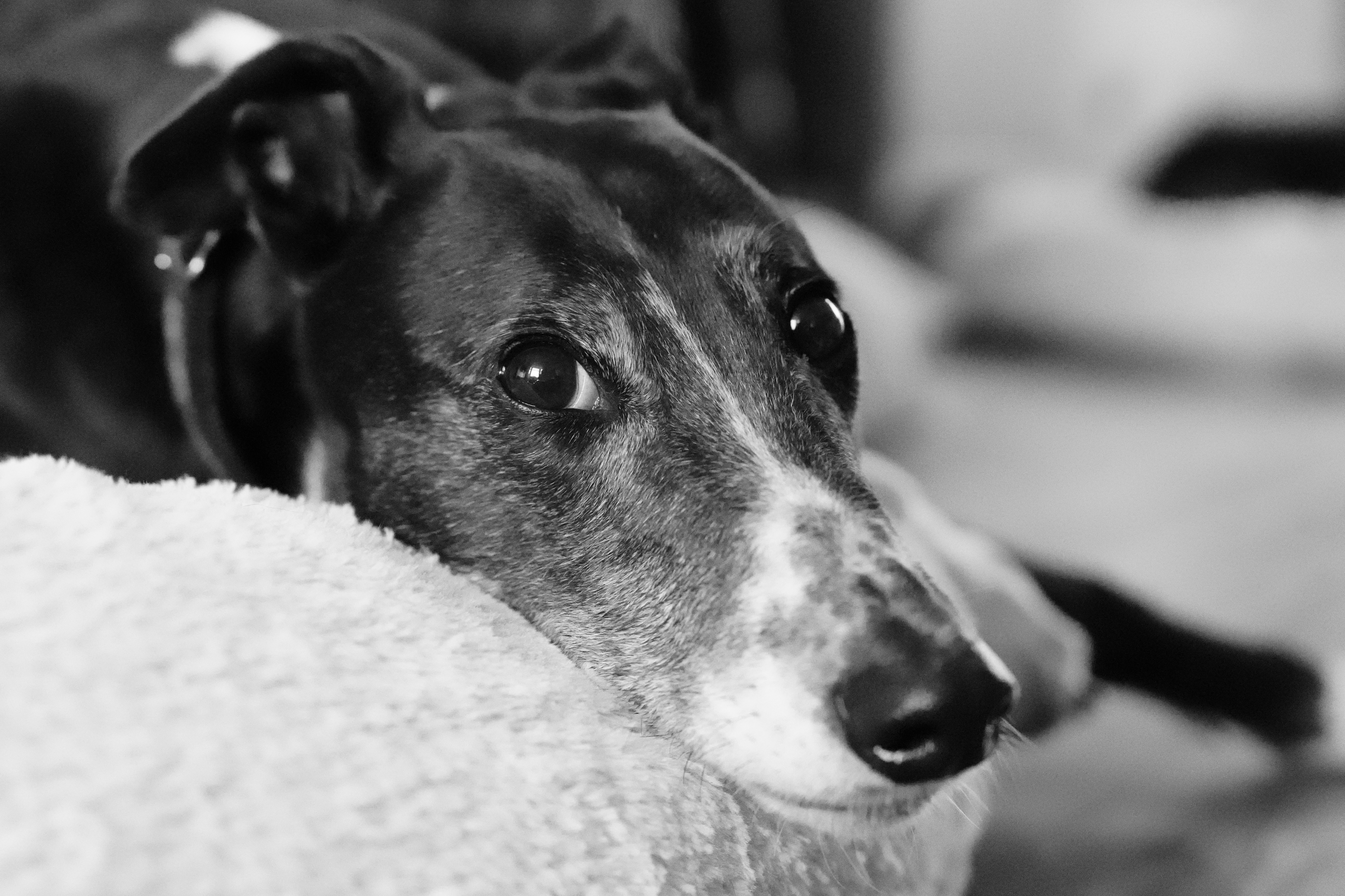 A black and white photograph of a greyhound lying in a bed looking at the camera