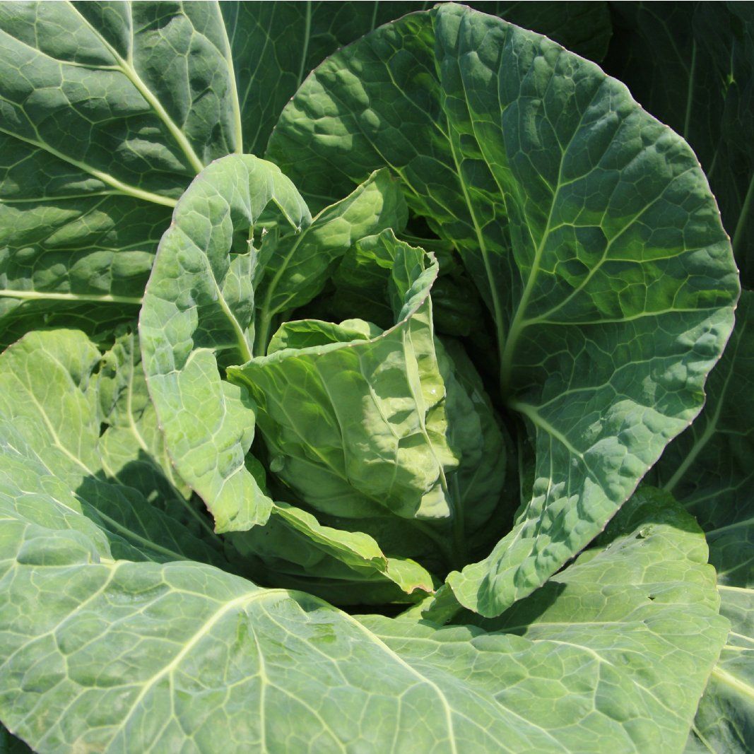 up close view of cabbage