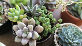 Different varieties of succulent growing together in a pot next to singularly potted succulents