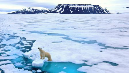 A polar bear on a sheet of ice in the Arctic