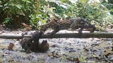 Sloth and ocelot fight in the forest.