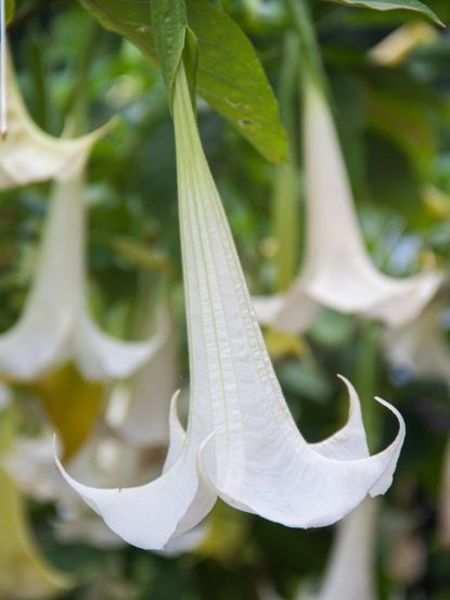 Bright White Tropical Plants