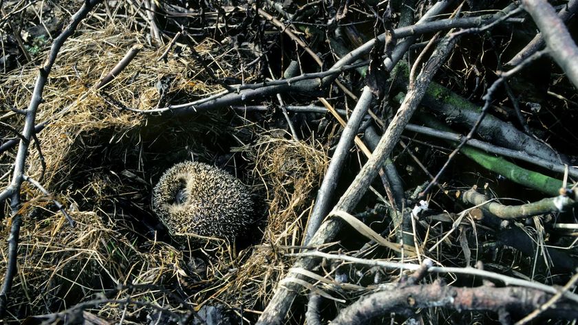 European hedgehog (Erinaceus europaeus) hibernating in nest amongst vegetation in garden.