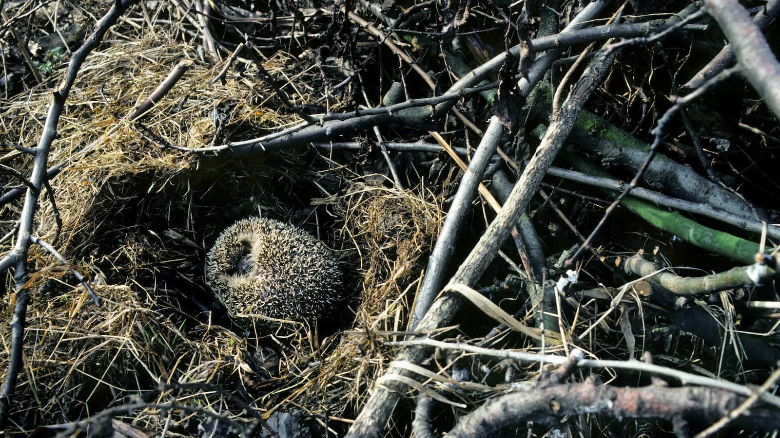 European hedgehog (Erinaceus europaeus) hibernating in nest amongst vegetation in garden.