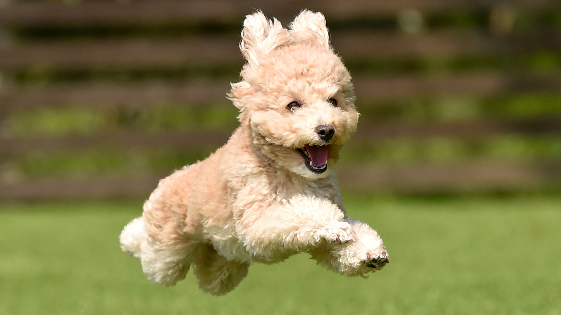 Miniature poodle running across grass