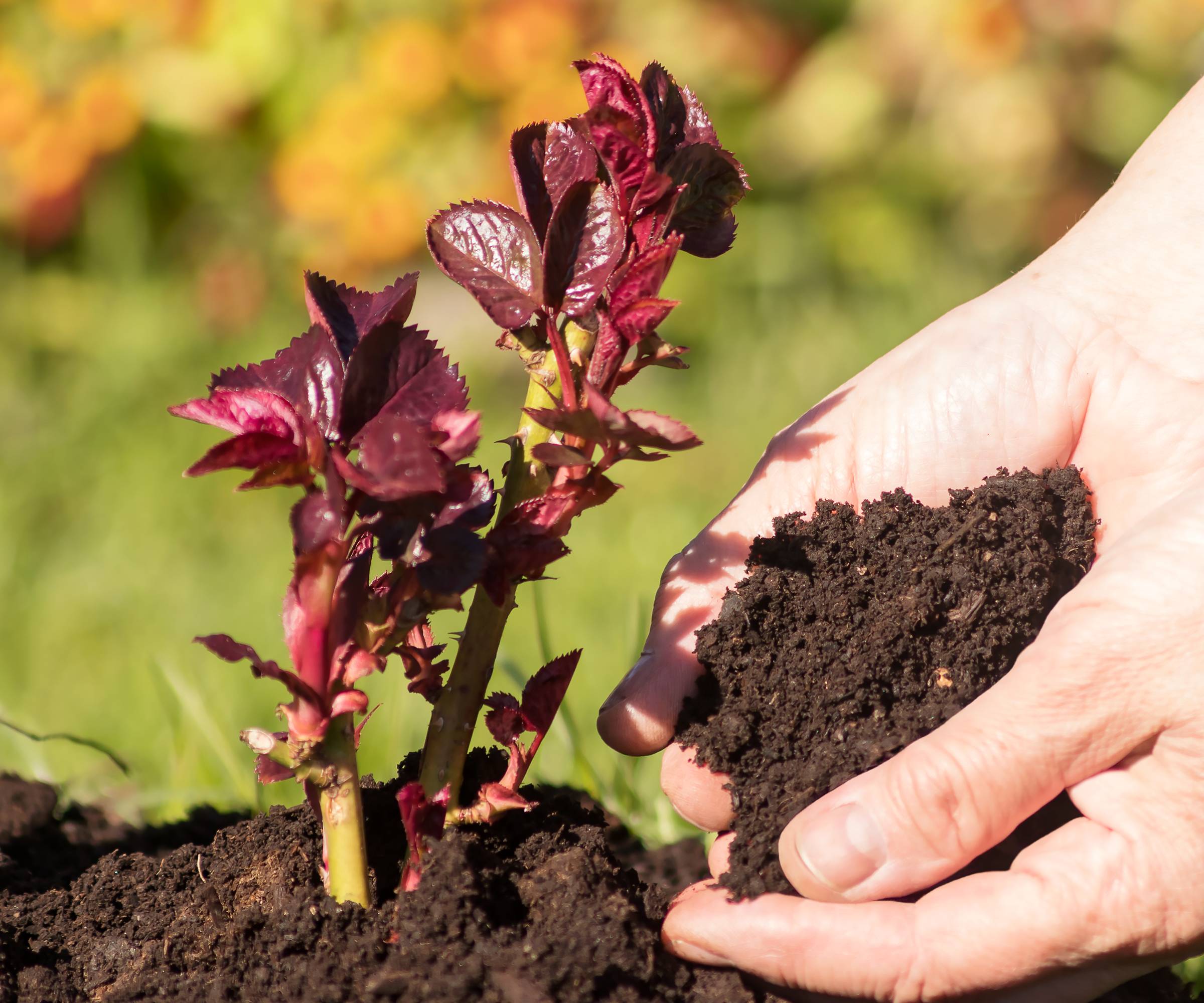 Hands applying soil to a short rose bush