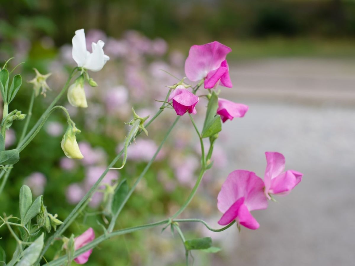 Growing Sweet Peas Caring For Sweet Pea Flowers Gardening Know How