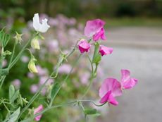 Pink And White Sweet Peas