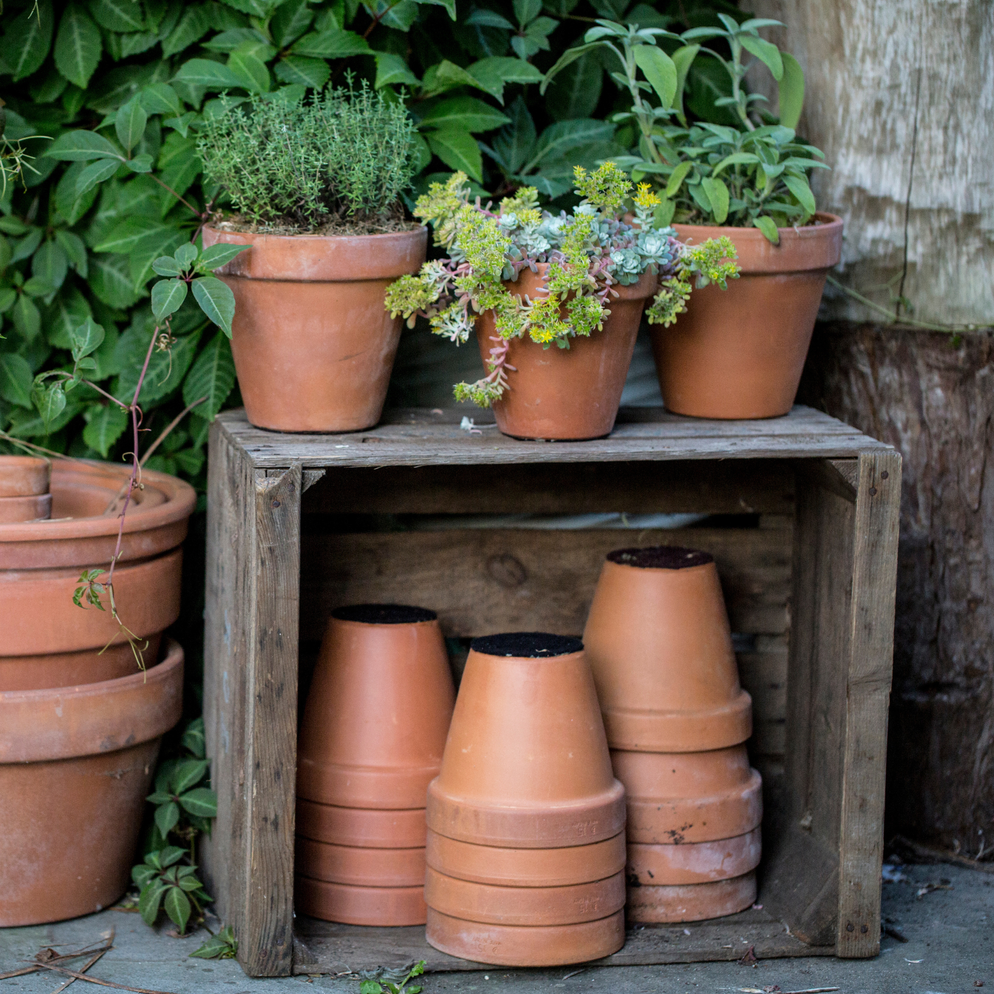 Stack of terracotta plant pots.