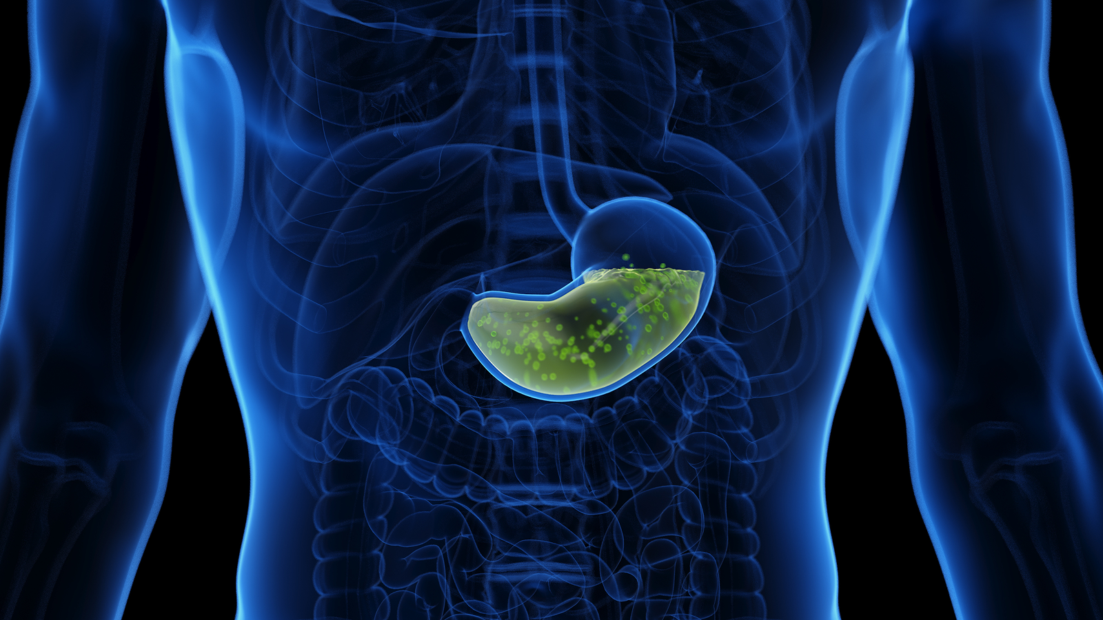 Why doesn’t stomach acid burn through our stomachs? Why doesn’t stomach acid burn through our stomachs?