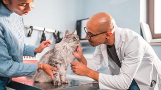 a vet performs an exam on a long-haired cat