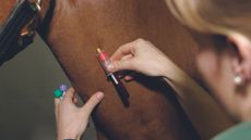horse-equine-flu-4129730.jpg