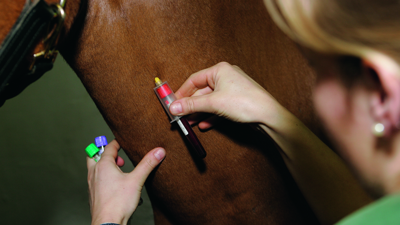 horse-equine-flu-4129730.jpg