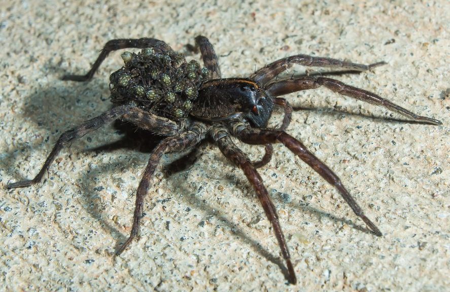 Female wolf spider with babies