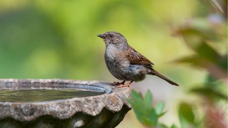 How to help birds in a heatwave