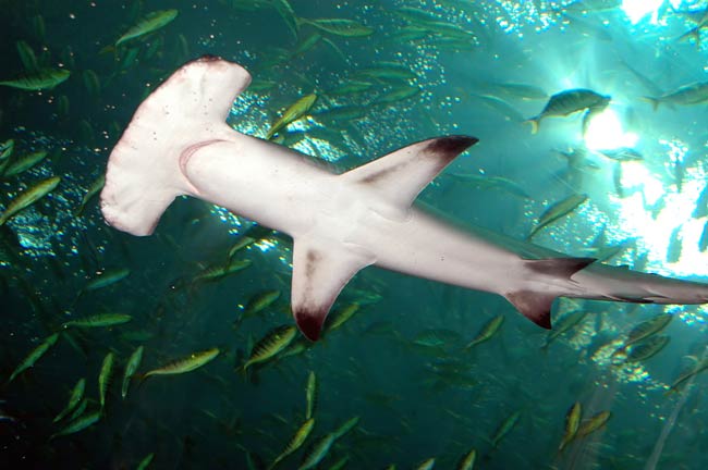 Hammerhead Sharks See 360 Degrees in Stereo