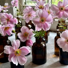 Japanese anemone in amber glass bud vases