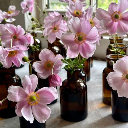 Japanese anemone in amber glass bud vases