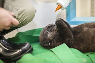 The otter named Luna now weighs 11 lbs.