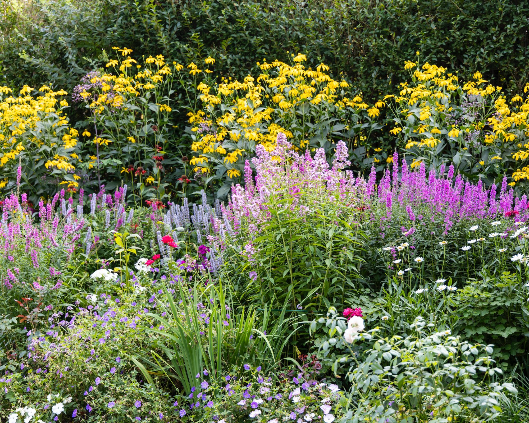A colorful garden border