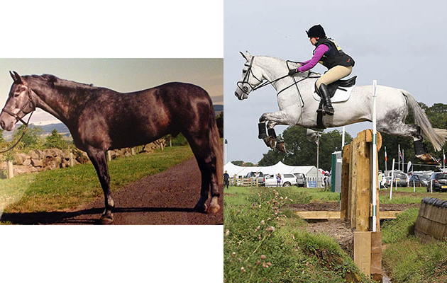 &ldquo;I bought my horse Bruce as a five-year-old and have produced him from BE100 level to CCI* whereby he was ridden by my friend James Oakden who then established him at CCI2*. During this time he has changed from the black horse I bought to dapple and now fleabitten grey. He now at 12 and is my fun horse. I event him and do some working hunter classes&rdquo; &mdash; Lisa Anderson