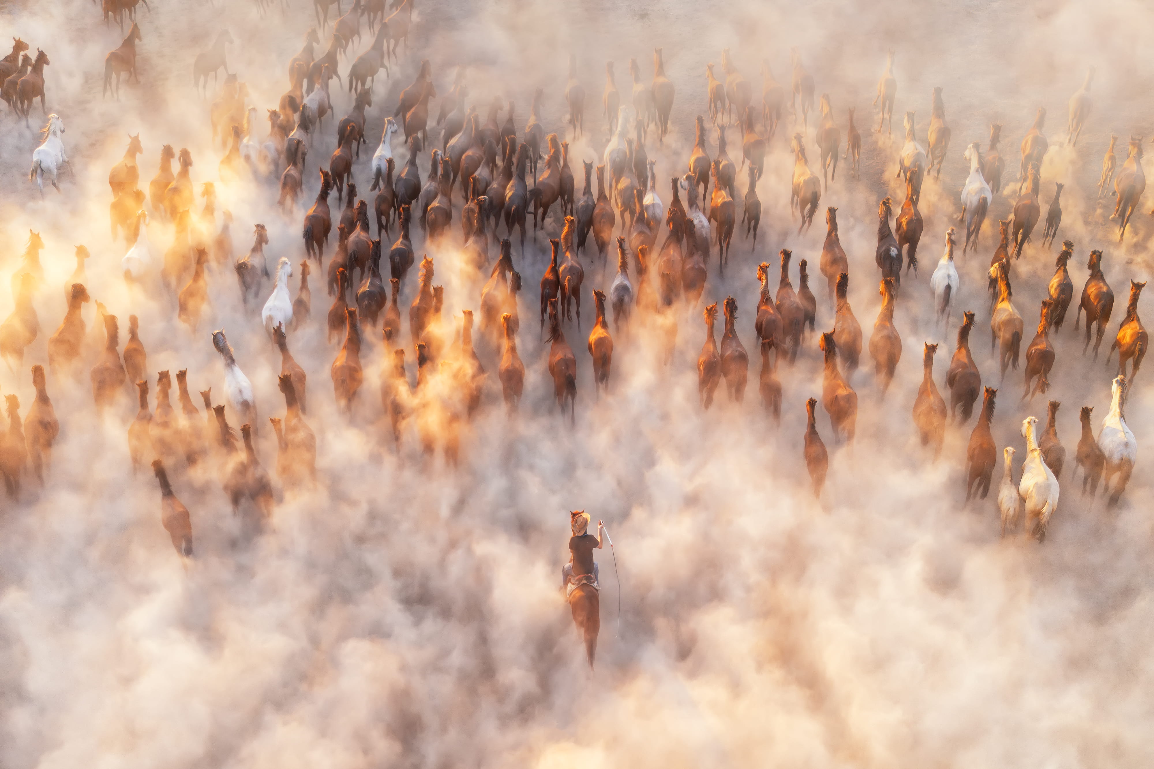 Herder droves a group of wild horses amid clouds of dust.