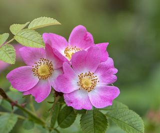 Pink wild roses, dog roses, in a garden