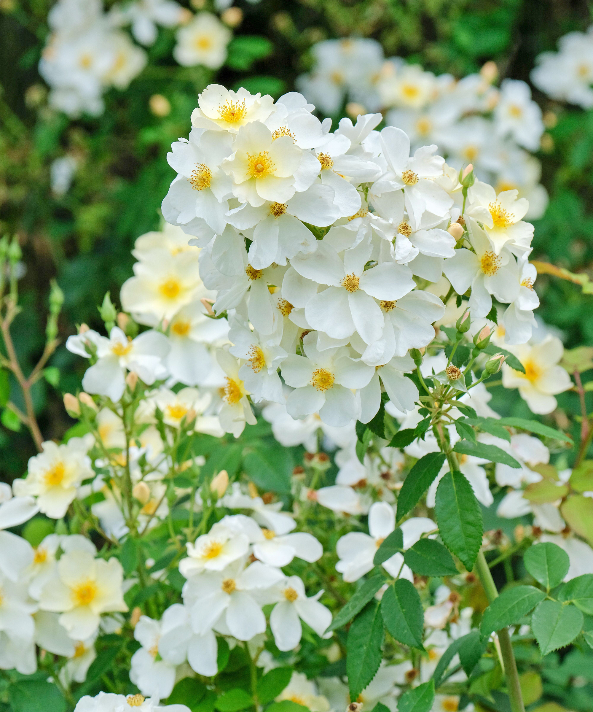 Kew Gardens rose