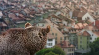 bear looking towards town