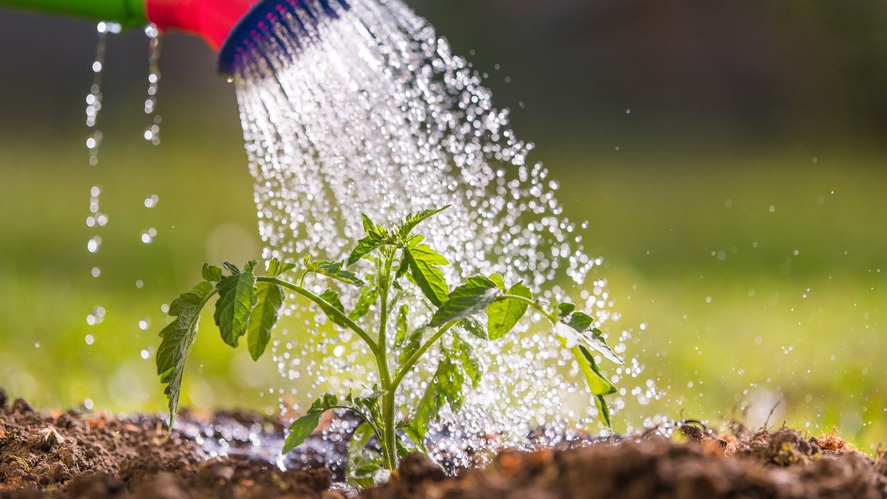 Watering tomato plant seedling with homemade liquid fertilizer for plants