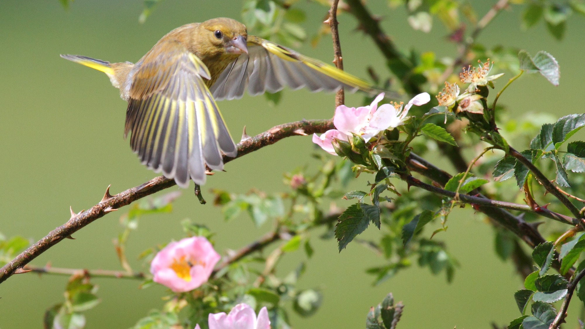 garden bird flying by rose