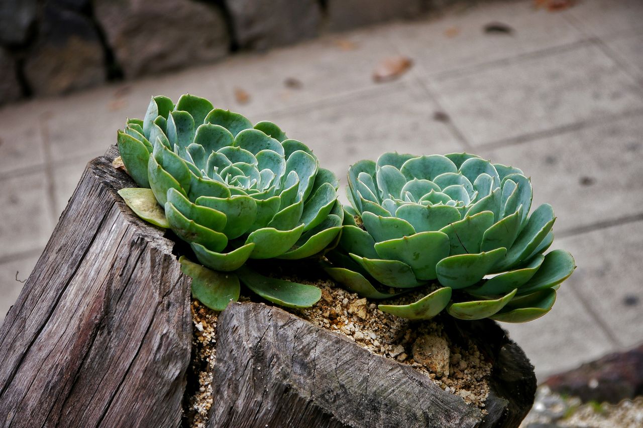 succulent garden in tree stump