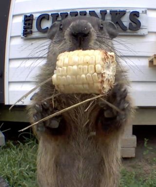 Chunk eating sweetcorn on the cob