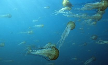Jellyfish off the coast of California: Populations of the stinging creatures are increasing because of overfishing, which rids the jellies of their main competition for food.