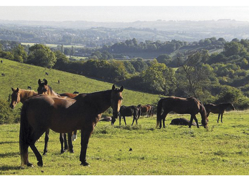 Horses-at-Welfare-Dept.jpg