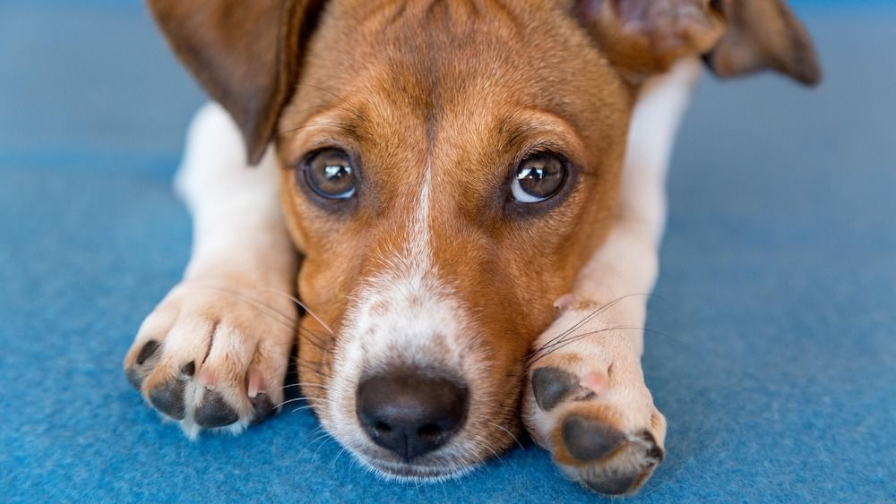 Mixed breed puppy laying her head between her paws 