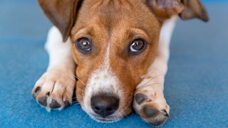 Mixed breed puppy laying her head between her paws 